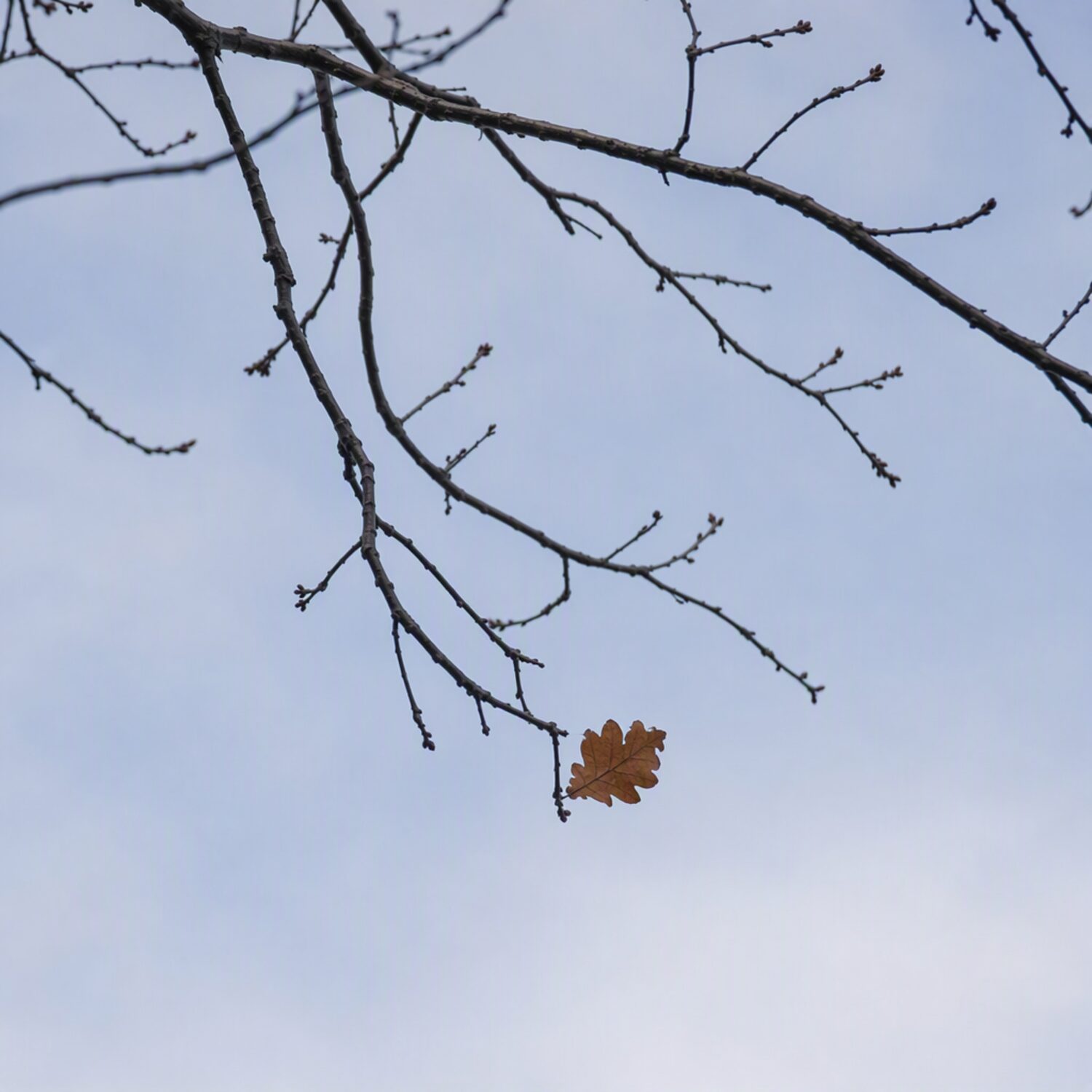 A bare branch with one leaf against a pale sky