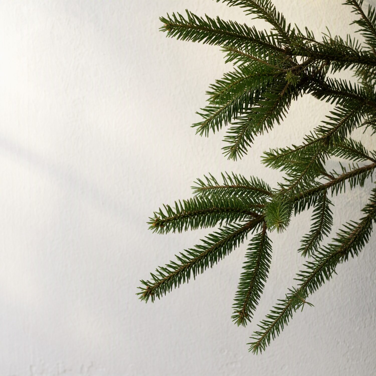An evergreen branch against a pale wall