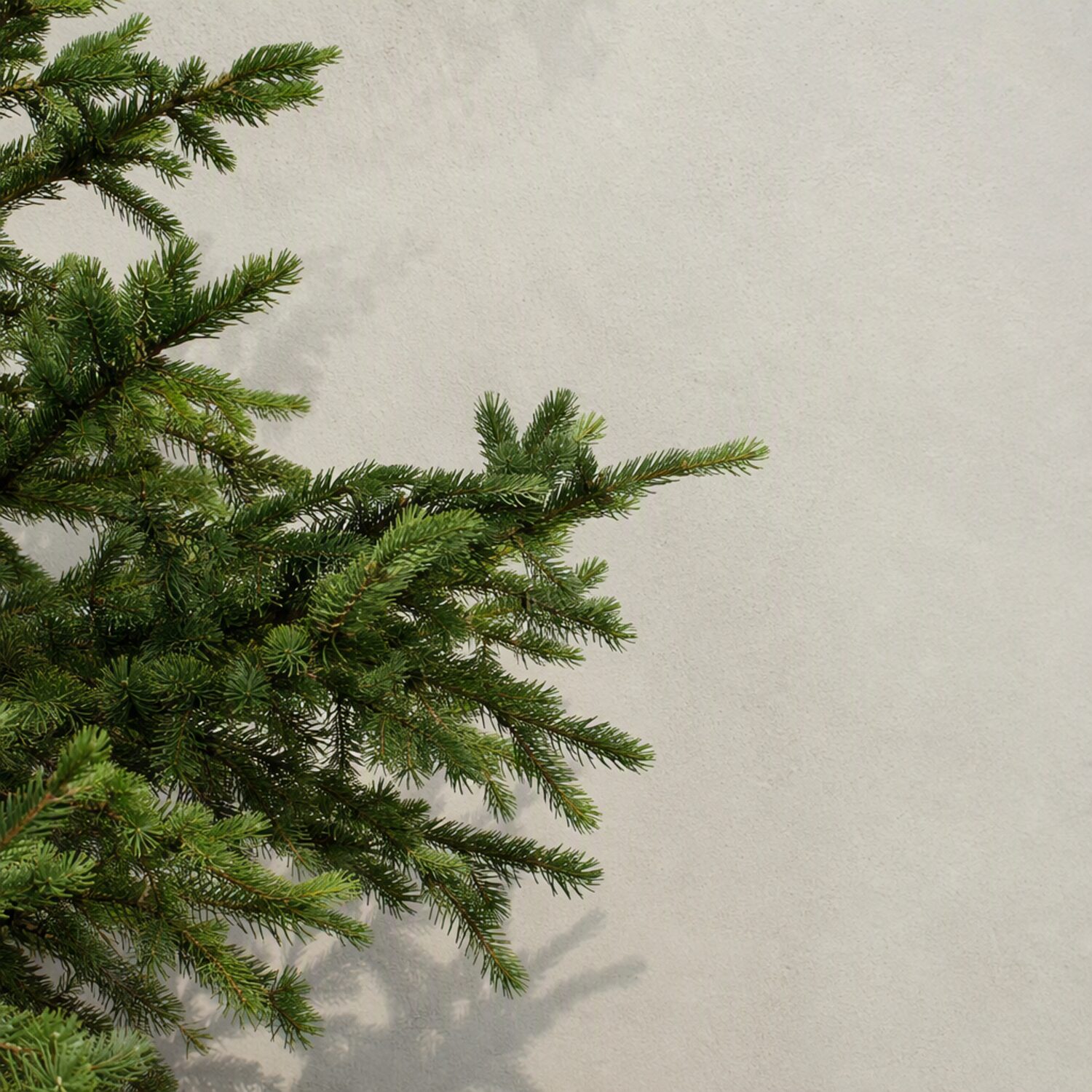 An evergreen branch against a pale wall